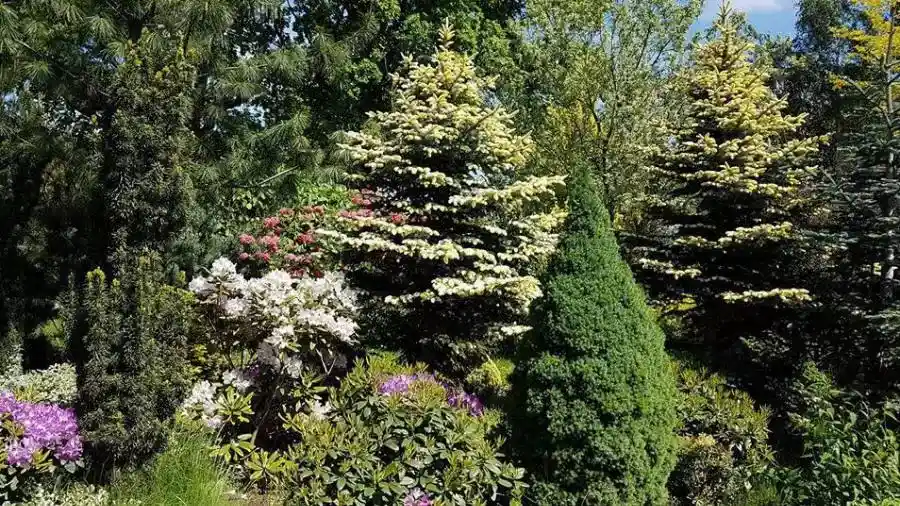 Arbuști ornamentali