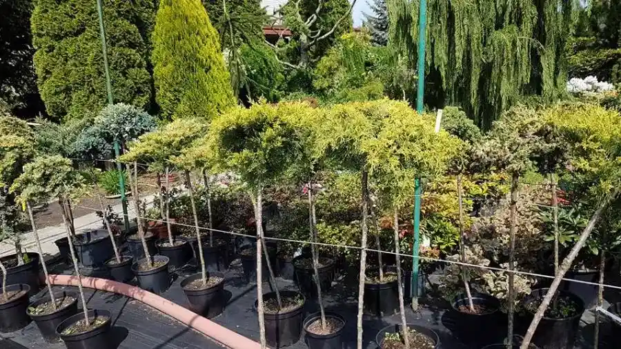 Containere cu plante